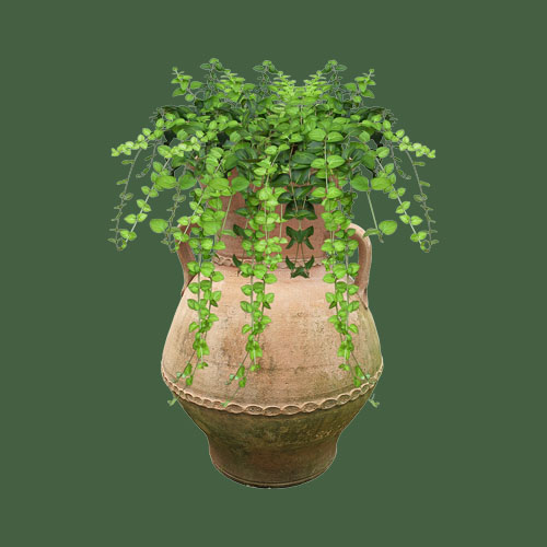 Ceramic Plant Pots Set
